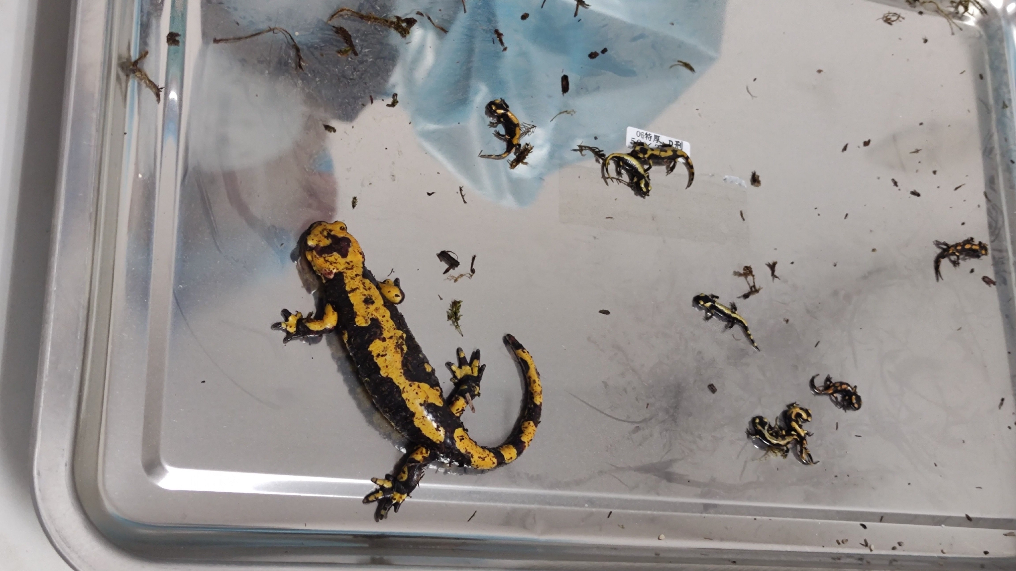 北京海关邮递渠道再次截获10只活体火蝾螈休闲区蓝鸢梦想 - Www.slyday.coM