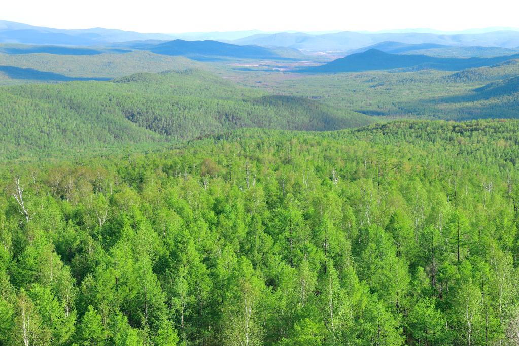 带着对这条"绿色长城"的向往,我们走上了大兴安岭.