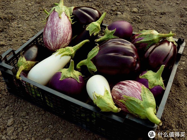 茄子叶子发黄怎么办 茄子叶子枯黄如何改善