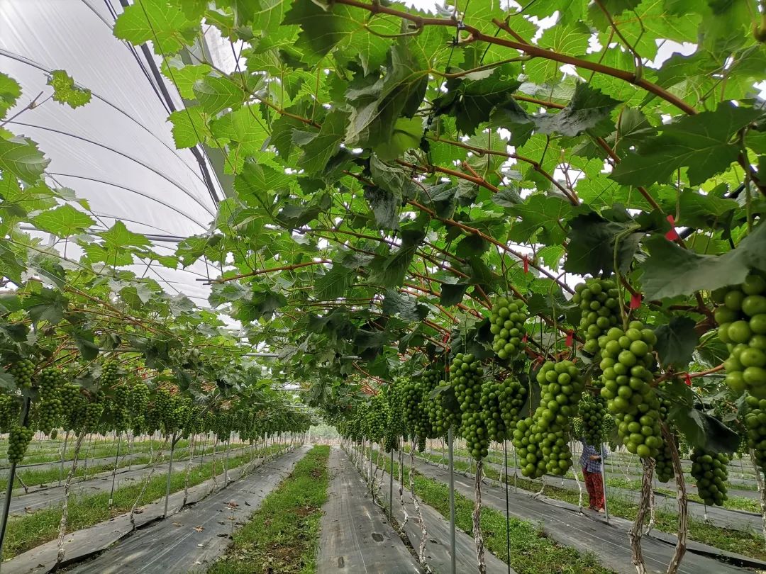 从“靠天吃饭”到“逆天改命”，四川竟然在种植葡萄的考试中当上了优等生！休闲区蓝鸢梦想 - Www.slyday.coM