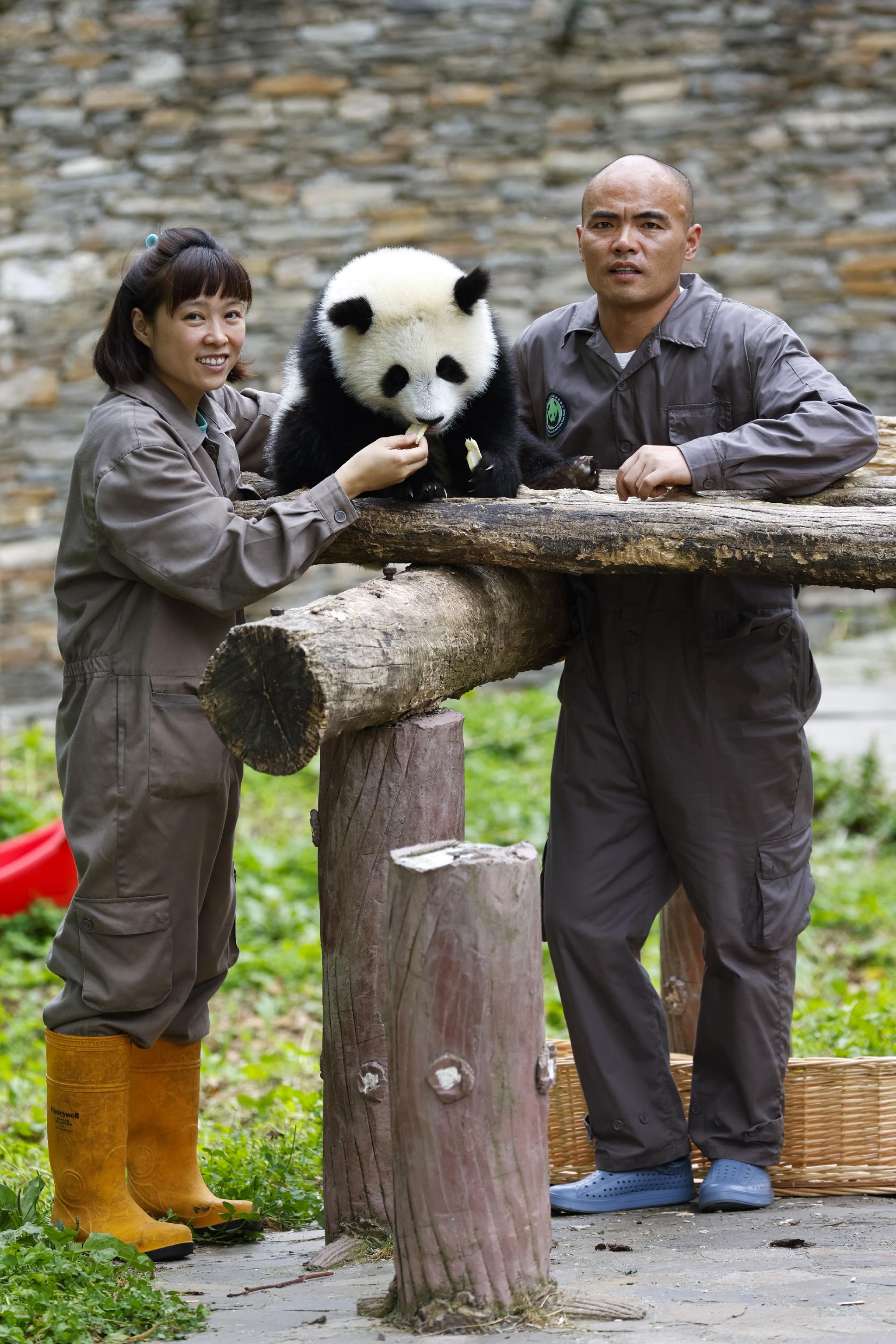 饲养员郎舜筠与丈夫董超和大熊猫合影(6月21日摄)