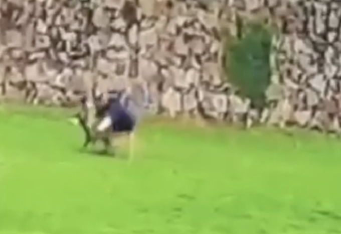 “大意了大意了！”杭州搜救犬顶翻新手训导员，如此名场面估计能记一辈子休闲区蓝鸢梦想 - Www.slyday.coM