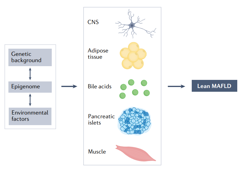 《自然》子刊综述：近26%瘦人有脂肪肝，这部分人也需要减轻体重、改善代谢失调！休闲区蓝鸢梦想 - Www.slyday.coM