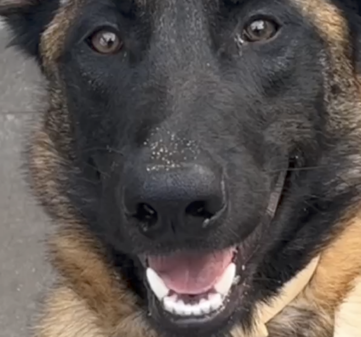 “大意了大意了！”杭州搜救犬顶翻新手训导员，如此名场面估计能记一辈子休闲区蓝鸢梦想 - Www.slyday.coM