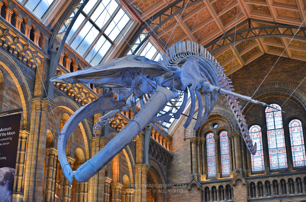 鲸之骨的拼图穿越海陆与时空的答案