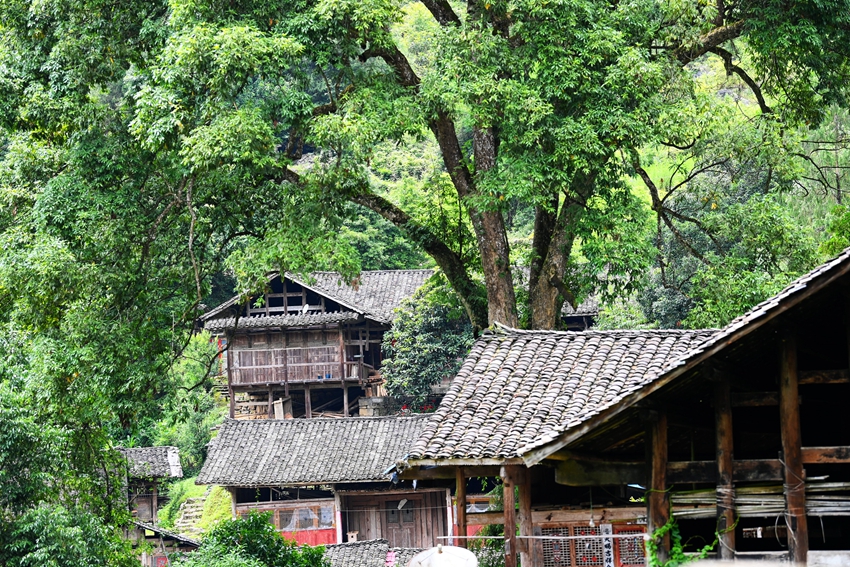 重庆酉阳发现一古寨周边藏有40多棵金丝楠木