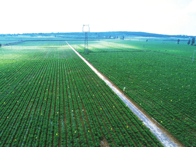 长治市屯留区有机旱作千亩辣椒园区正在进行绿色防控技术集成示范.