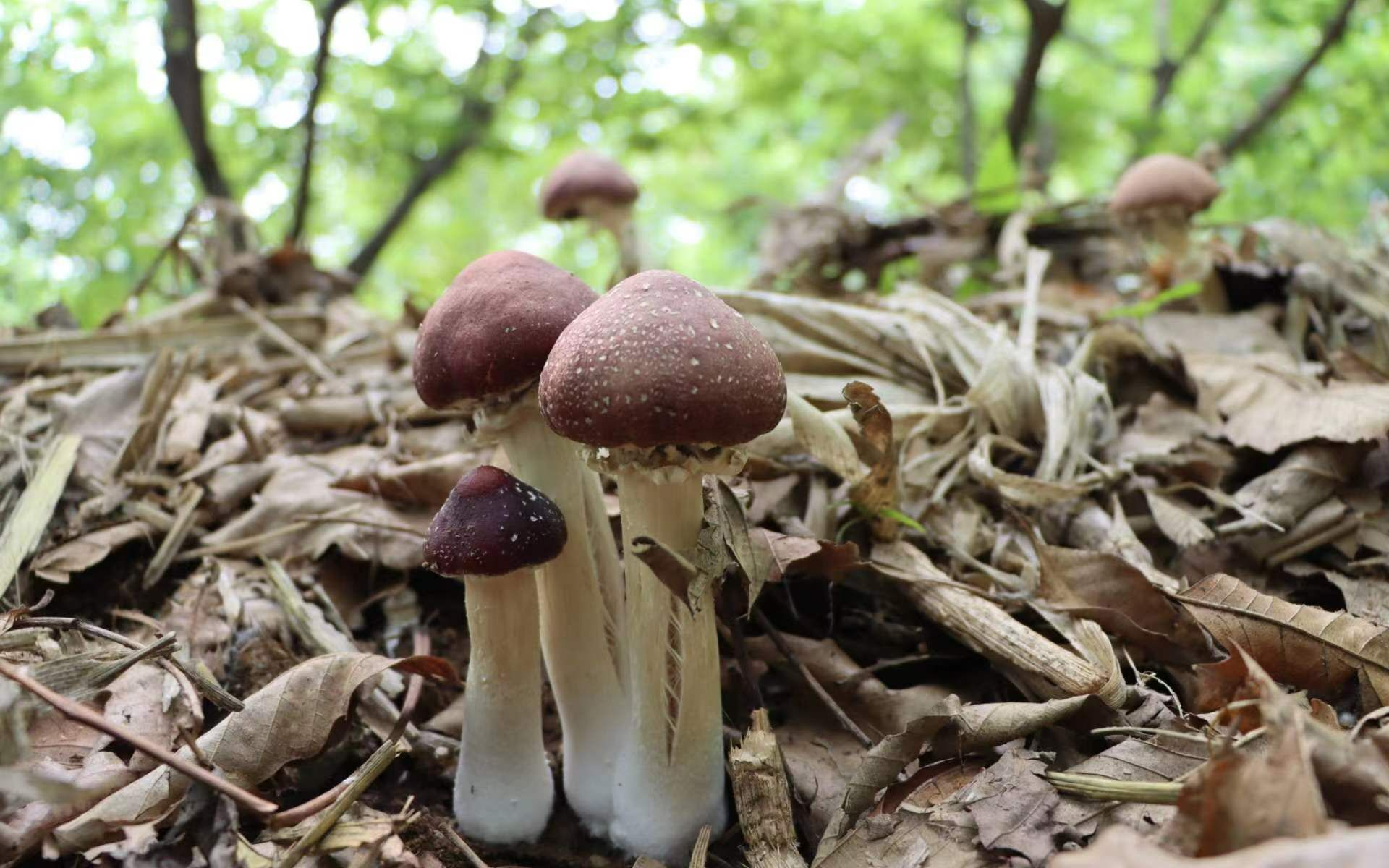 延庆头茬赤松茸栗树蘑成熟专家支招特色农业发展