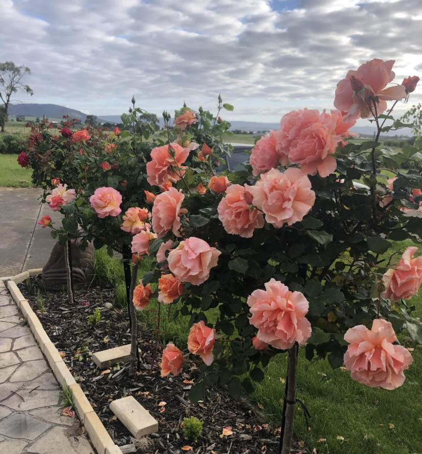 别墅门前种什么花?肯定是树桩月季,1年剪1次,年年开出花球休闲区蓝鸢梦想 - Www.slyday.coM 别墅门前种什么花?肯定是树桩月季,1年剪1次,年年开出花球休闲区蓝鸢梦想 - Www.slyday.coM