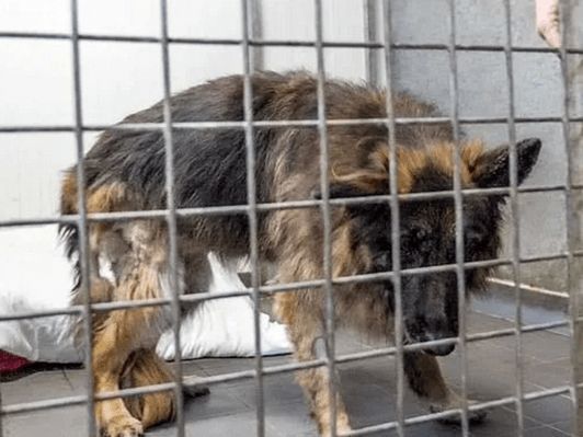 德牧湖里不停挣扎，好心人想把它拉上来，发现狗身上绑着大石头！休闲区蓝鸢梦想 - Www.slyday.coM