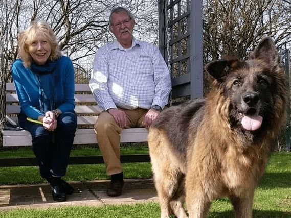 德牧湖里不停挣扎，好心人想把它拉上来，发现狗身上绑着大石头！休闲区蓝鸢梦想 - Www.slyday.coM