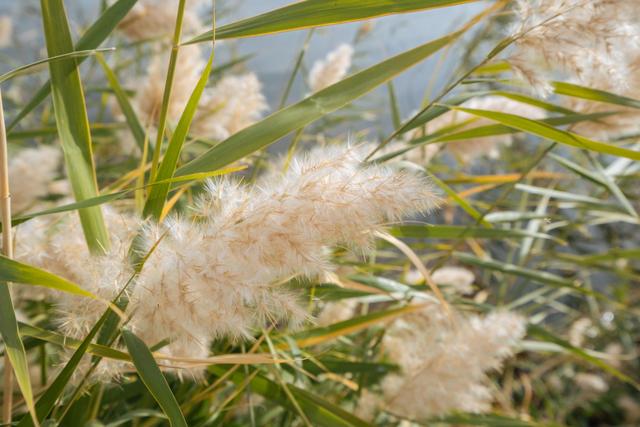 内蒙古还有这么漂亮的一个绿洲,来额济纳旗可以看一下休闲区蓝鸢梦想 - Www.slyday.coM 内蒙古还有这么漂亮的一个绿洲,来额济纳旗可以看一下休闲区蓝鸢梦想 - Www.slyday.coM
