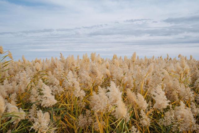 内蒙古还有这么漂亮的一个绿洲,来额济纳旗可以看一下休闲区蓝鸢梦想 - Www.slyday.coM 内蒙古还有这么漂亮的一个绿洲,来额济纳旗可以看一下休闲区蓝鸢梦想 - Www.slyday.coM