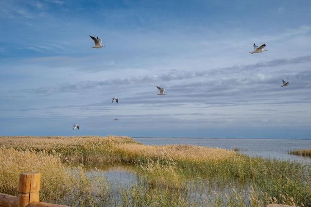 内蒙古还有这么漂亮的一个绿洲,来额济纳旗可以看一下休闲区蓝鸢梦想 - Www.slyday.coM 内蒙古还有这么漂亮的一个绿洲,来额济纳旗可以看一下休闲区蓝鸢梦想 - Www.slyday.coM