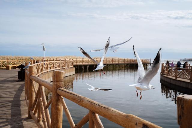 内蒙古还有这么漂亮的一个绿洲,来额济纳旗可以看一下休闲区蓝鸢梦想 - Www.slyday.coM 内蒙古还有这么漂亮的一个绿洲,来额济纳旗可以看一下休闲区蓝鸢梦想 - Www.slyday.coM