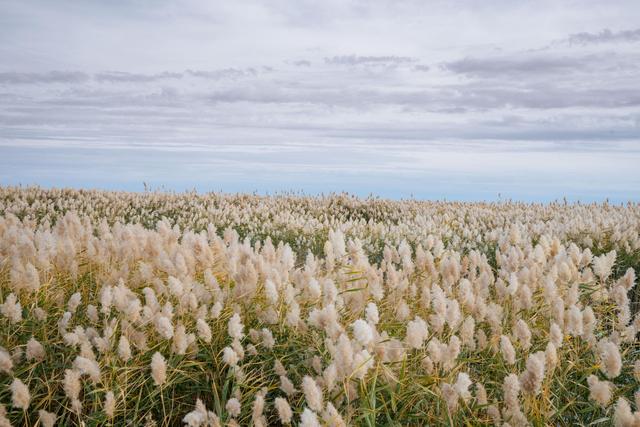 内蒙古还有这么漂亮的一个绿洲,来额济纳旗可以看一下休闲区蓝鸢梦想 - Www.slyday.coM 内蒙古还有这么漂亮的一个绿洲,来额济纳旗可以看一下休闲区蓝鸢梦想 - Www.slyday.coM