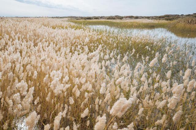 内蒙古还有这么漂亮的一个绿洲,来额济纳旗可以看一下休闲区蓝鸢梦想 - Www.slyday.coM 内蒙古还有这么漂亮的一个绿洲,来额济纳旗可以看一下休闲区蓝鸢梦想 - Www.slyday.coM
