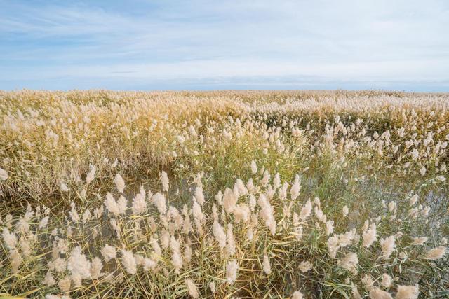 内蒙古还有这么漂亮的一个绿洲,来额济纳旗可以看一下休闲区蓝鸢梦想 - Www.slyday.coM 内蒙古还有这么漂亮的一个绿洲,来额济纳旗可以看一下休闲区蓝鸢梦想 - Www.slyday.coM