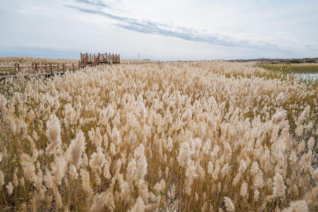 内蒙古还有这么漂亮的一个绿洲,来额济纳旗可以看一下休闲区蓝鸢梦想 - Www.slyday.coM 内蒙古还有这么漂亮的一个绿洲,来额济纳旗可以看一下休闲区蓝鸢梦想 - Www.slyday.coM