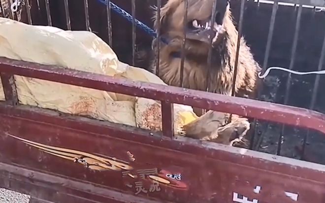 狗肉车里关着1只待宰的金毛，眼神中充满渴求：救救我吧，好心人休闲区蓝鸢梦想 - Www.slyday.coM