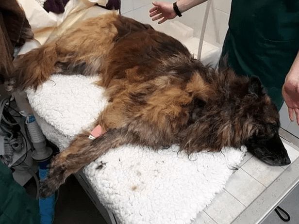 德牧湖里不停挣扎，好心人想把它拉上来，发现狗身上绑着大石头！休闲区蓝鸢梦想 - Www.slyday.coM