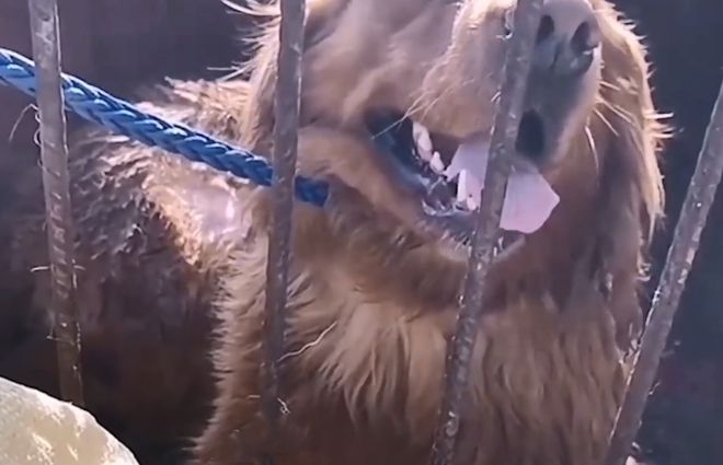 狗肉车里关着1只待宰的金毛，眼神中充满渴求：救救我吧，好心人休闲区蓝鸢梦想 - Www.slyday.coM