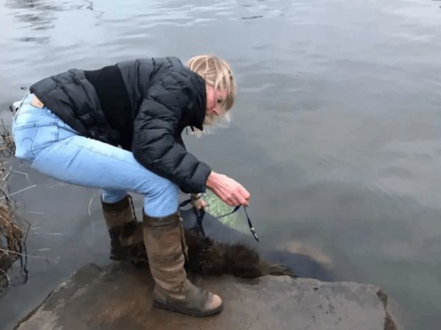 德牧湖里不停挣扎，好心人想把它拉上来，发现狗身上绑着大石头！休闲区蓝鸢梦想 - Www.slyday.coM