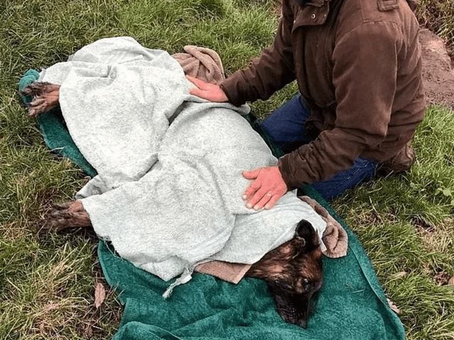 德牧湖里不停挣扎，好心人想把它拉上来，发现狗身上绑着大石头！休闲区蓝鸢梦想 - Www.slyday.coM