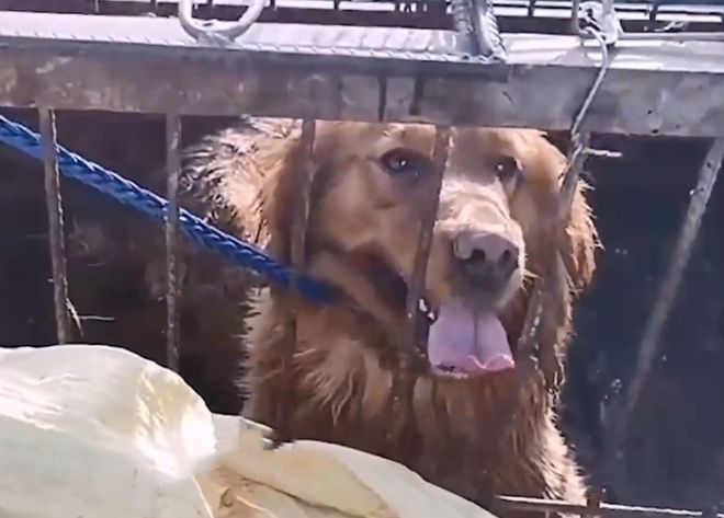 狗肉车里关着1只待宰的金毛，眼神中充满渴求：救救我吧，好心人休闲区蓝鸢梦想 - Www.slyday.coM