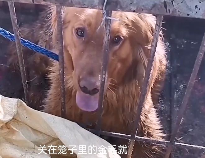 狗肉车里关着1只待宰的金毛，眼神中充满渴求：救救我吧，好心人休闲区蓝鸢梦想 - Www.slyday.coM