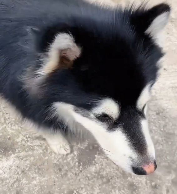 小哥被骂“遛狗不牵绳”，扭头一看狗狗懵了：这不是我的狗呀休闲区蓝鸢梦想 - Www.slyday.coM