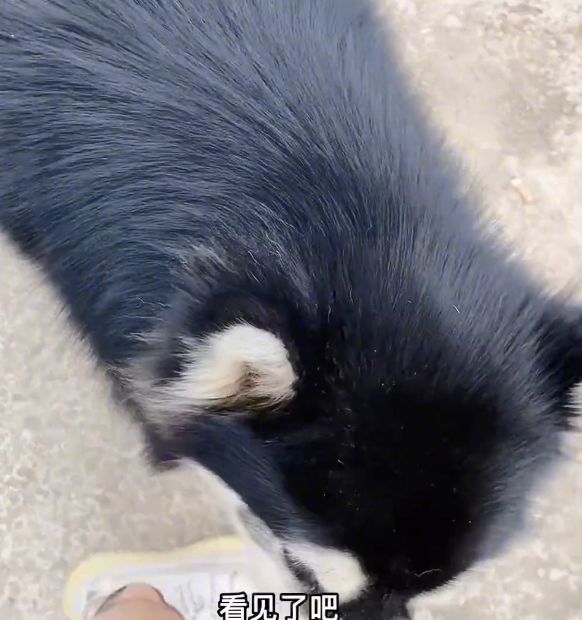 小哥被骂“遛狗不牵绳”，扭头一看狗狗懵了：这不是我的狗呀休闲区蓝鸢梦想 - Www.slyday.coM