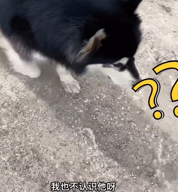 小哥被骂“遛狗不牵绳”，扭头一看狗狗懵了：这不是我的狗呀休闲区蓝鸢梦想 - Www.slyday.coM