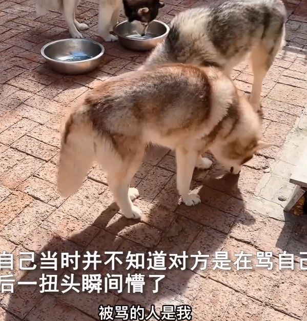 小哥被骂“遛狗不牵绳”，扭头一看狗狗懵了：这不是我的狗呀休闲区蓝鸢梦想 - Www.slyday.coM