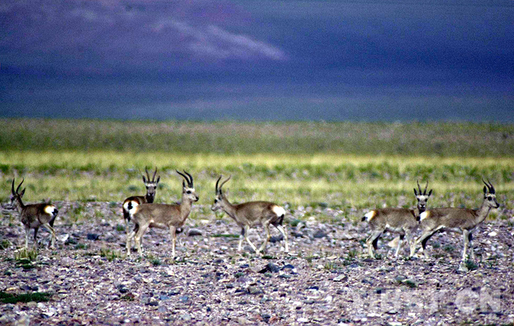 藏北高原“三兽”,荒原生命里的最好代表休闲区蓝鸢梦想 - Www.slyday.coM 藏北高原“三兽”,荒原生命里的最好代表休闲区蓝鸢梦想 - Www.slyday.coM