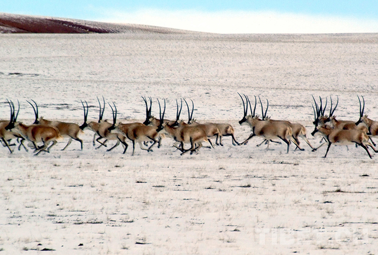藏北高原“三兽”,荒原生命里的最好代表休闲区蓝鸢梦想 - Www.slyday.coM 藏北高原“三兽”,荒原生命里的最好代表休闲区蓝鸢梦想 - Www.slyday.coM