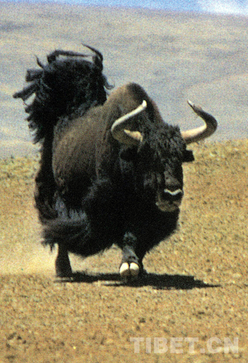 藏北高原“三兽”,荒原生命里的最好代表休闲区蓝鸢梦想 - Www.slyday.coM 藏北高原“三兽”,荒原生命里的最好代表休闲区蓝鸢梦想 - Www.slyday.coM