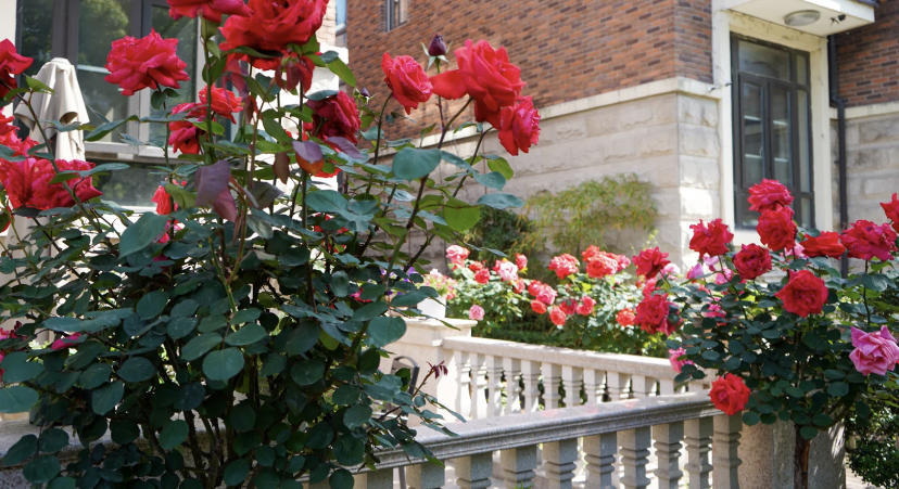 别墅门前种什么花?肯定是树桩月季,1年剪1次,年年开出花球休闲区蓝鸢梦想 - Www.slyday.coM 别墅门前种什么花?肯定是树桩月季,1年剪1次,年年开出花球休闲区蓝鸢梦想 - Www.slyday.coM