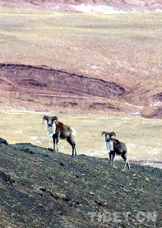 藏北高原“三兽”,荒原生命里的最好代表休闲区蓝鸢梦想 - Www.slyday.coM 藏北高原“三兽”,荒原生命里的最好代表休闲区蓝鸢梦想 - Www.slyday.coM