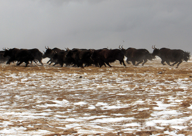 藏北高原“三兽”,荒原生命里的最好代表休闲区蓝鸢梦想 - Www.slyday.coM 藏北高原“三兽”,荒原生命里的最好代表休闲区蓝鸢梦想 - Www.slyday.coM