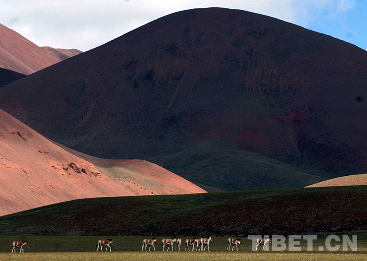 藏北高原“三兽”,荒原生命里的最好代表休闲区蓝鸢梦想 - Www.slyday.coM 藏北高原“三兽”,荒原生命里的最好代表休闲区蓝鸢梦想 - Www.slyday.coM