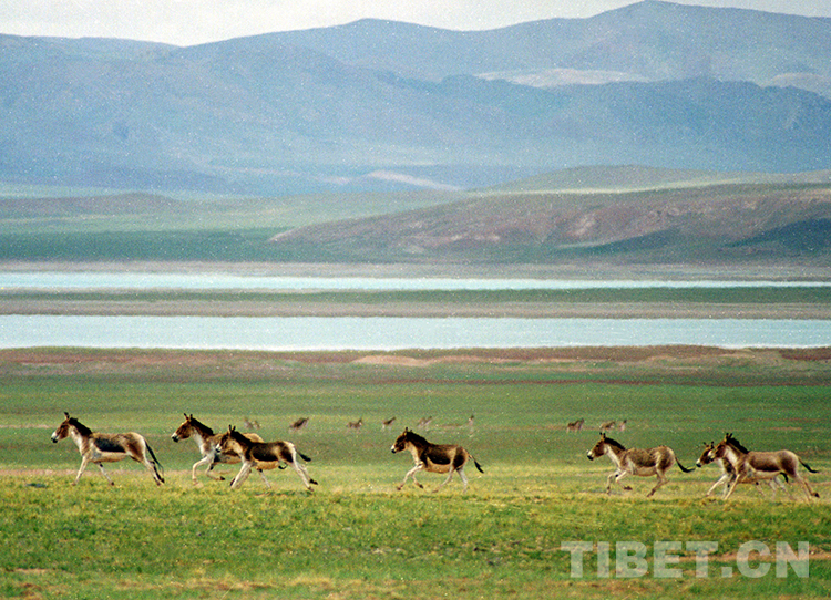 藏北高原“三兽”,荒原生命里的最好代表休闲区蓝鸢梦想 - Www.slyday.coM 藏北高原“三兽”,荒原生命里的最好代表休闲区蓝鸢梦想 - Www.slyday.coM