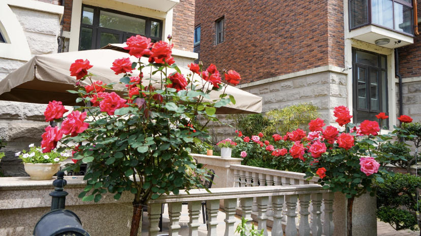 别墅门前种什么花?肯定是树桩月季,1年剪1次,年年开出花球休闲区蓝鸢梦想 - Www.slyday.coM 别墅门前种什么花?肯定是树桩月季,1年剪1次,年年开出花球休闲区蓝鸢梦想 - Www.slyday.coM