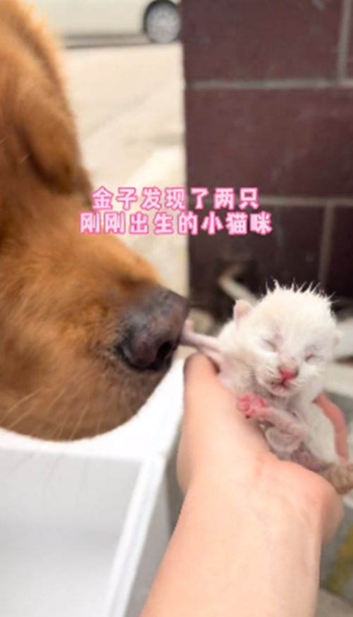 男子遛弯时捡到2只幼猫,金毛的反应让人感动:不愧是暖男呀休闲区蓝鸢梦想 - Www.slyday.coM 男子遛弯时捡到2只幼猫,金毛的反应让人感动:不愧是暖男呀休闲区蓝鸢梦想 - Www.slyday.coM