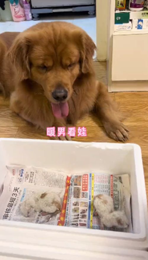 男子遛弯时捡到2只幼猫,金毛的反应让人感动:不愧是暖男呀休闲区蓝鸢梦想 - Www.slyday.coM 男子遛弯时捡到2只幼猫,金毛的反应让人感动:不愧是暖男呀休闲区蓝鸢梦想 - Www.slyday.coM