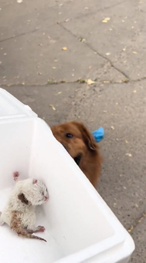 男子遛弯时捡到2只幼猫,金毛的反应让人感动:不愧是暖男呀休闲区蓝鸢梦想 - Www.slyday.coM 男子遛弯时捡到2只幼猫,金毛的反应让人感动:不愧是暖男呀休闲区蓝鸢梦想 - Www.slyday.coM