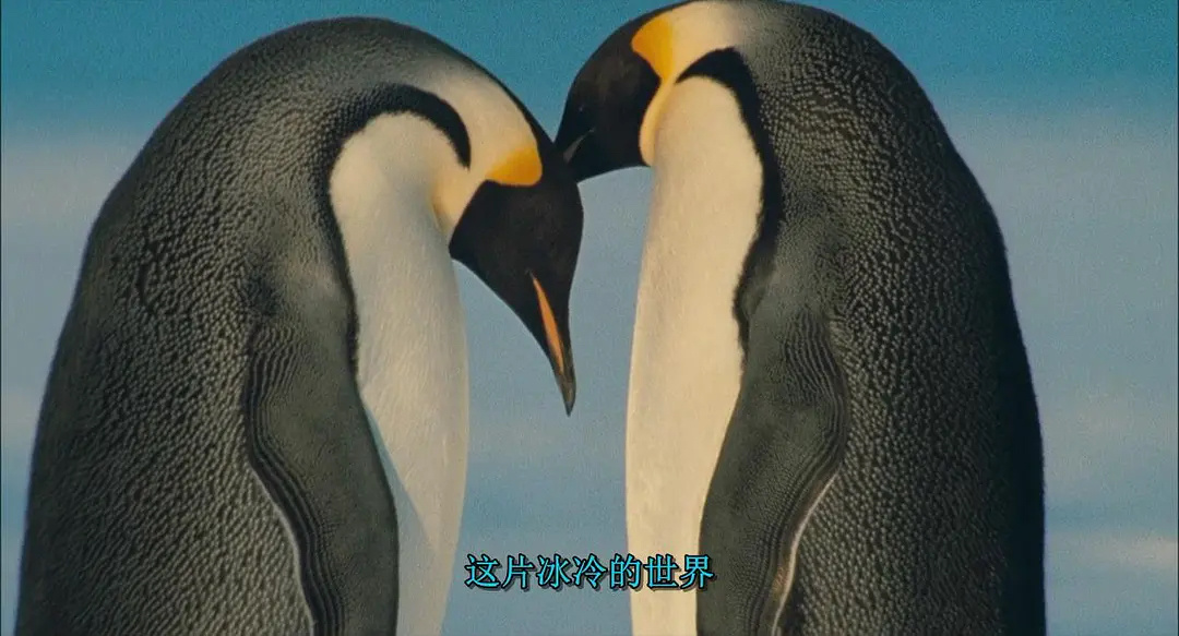 纪录片《帝企鹅日记》豆瓣8.