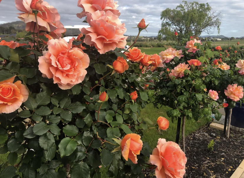 别墅门前种什么花?肯定是树桩月季,1年剪1次,年年开出花球休闲区蓝鸢梦想 - Www.slyday.coM 别墅门前种什么花?肯定是树桩月季,1年剪1次,年年开出花球休闲区蓝鸢梦想 - Www.slyday.coM
