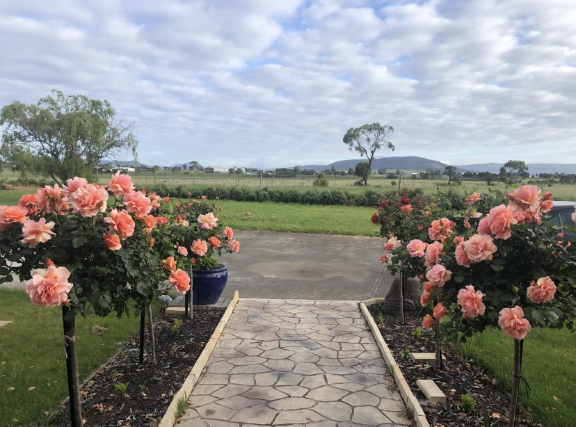 别墅门前种什么花?肯定是树桩月季,1年剪1次,年年开出花球休闲区蓝鸢梦想 - Www.slyday.coM 别墅门前种什么花?肯定是树桩月季,1年剪1次,年年开出花球休闲区蓝鸢梦想 - Www.slyday.coM