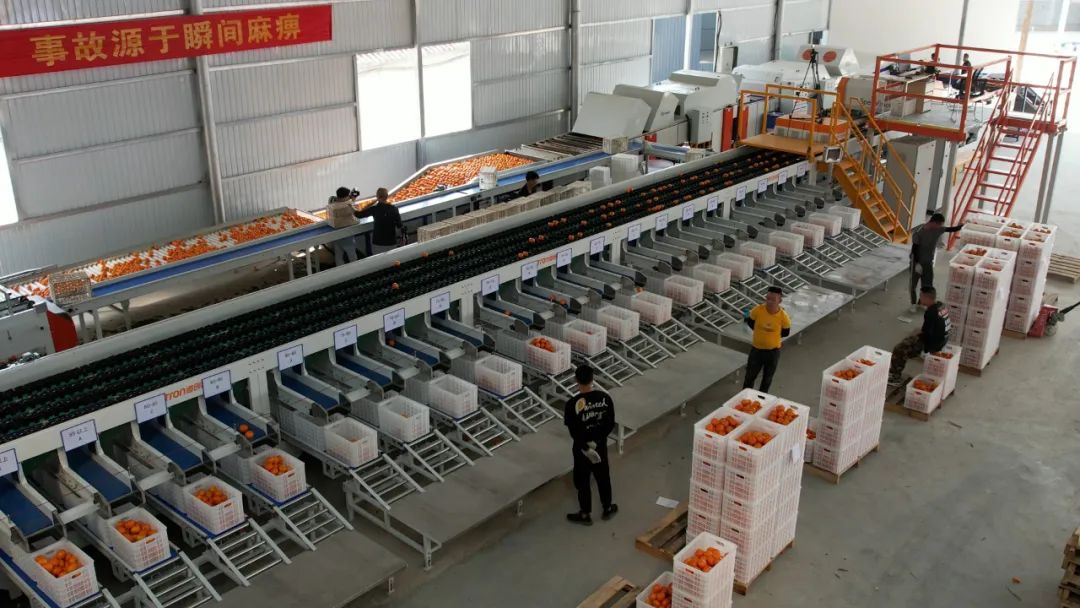 农业行业观察未来之星专访道创智能解读农产品如何标准化升级